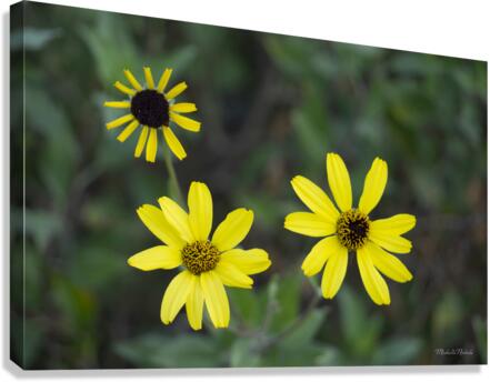 3 Yellow Flowers Canvas Print