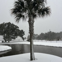 Guy s Snowy Palm Tree