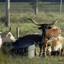 Gossip at the Water Cooler