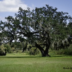 Big Old Tree