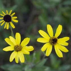 3 Yellow Flowers