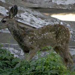 Baby Deer