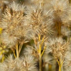 Seed Head Whisps