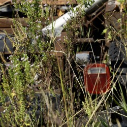 Flowers in the Junkyard