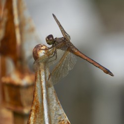 Rusty the Dragonfly