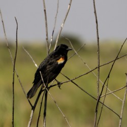 Red winged Blackbird