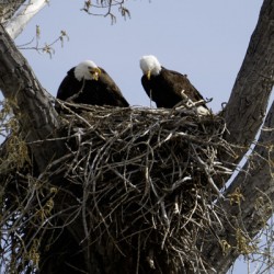 Eagle Couple