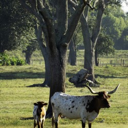 Mom and Calf Greet the Morning