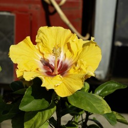 Junkyard Hibiscus