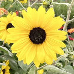 Sissy s Sunflower