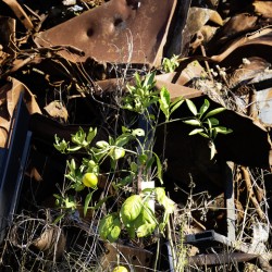 Junkyard Lemon Tree