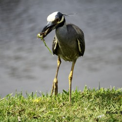 Heron s Little Snack