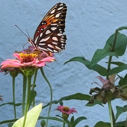 Southern Royalty In Bloom copy