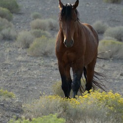 Wild Brown Horse