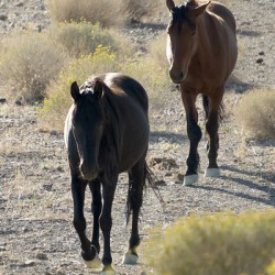Wild Horses