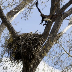Bringing the Groceries
