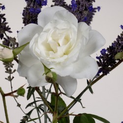White Rose and Anise Hyssop