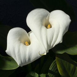 Calla Lilly