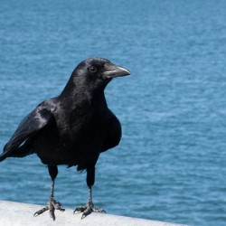 Crow at the Beach 1717431764.8933