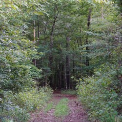 Forest Path