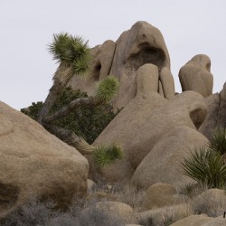 Joshua Tree Bolders