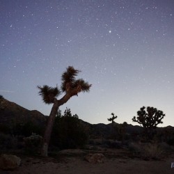 Joshua Tree National Park