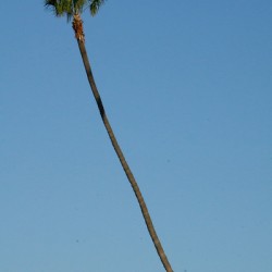 Just One Palm Tree