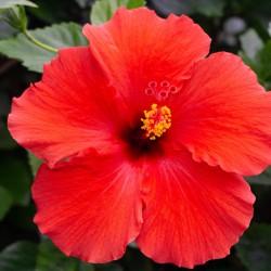 Red Hibiscus