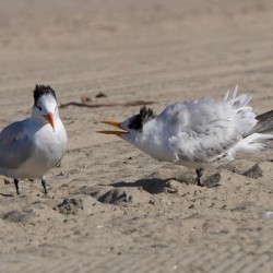 Seagull Couple