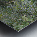 Forest Path Metal print