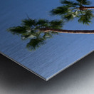 Palm Trees Metal print