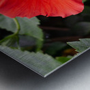 Red Hibiscus Metal print