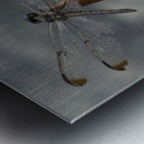 Azul the Dragonfly Metal print
