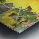Sissy s Sunflower Metal print