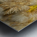 Seed Head Whisps Metal print