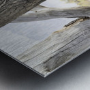 Tree Hole Metal print