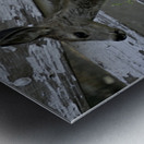 Baby Deer Metal print