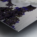 White Rose and Anise Hyssop Metal print