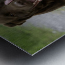 Shiner on the Run Metal print