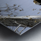 Eagle Couple Metal print