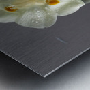 African Iris Metal print