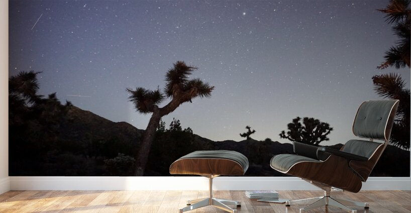 Joshua Tree National Park Wall Murals