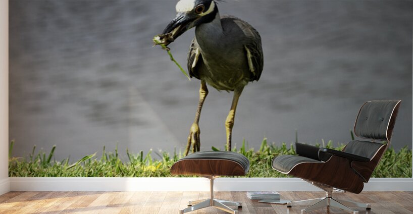 Heron s Little Snack Wall Murals