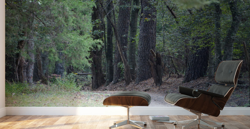 A Country Lane Wall Murals