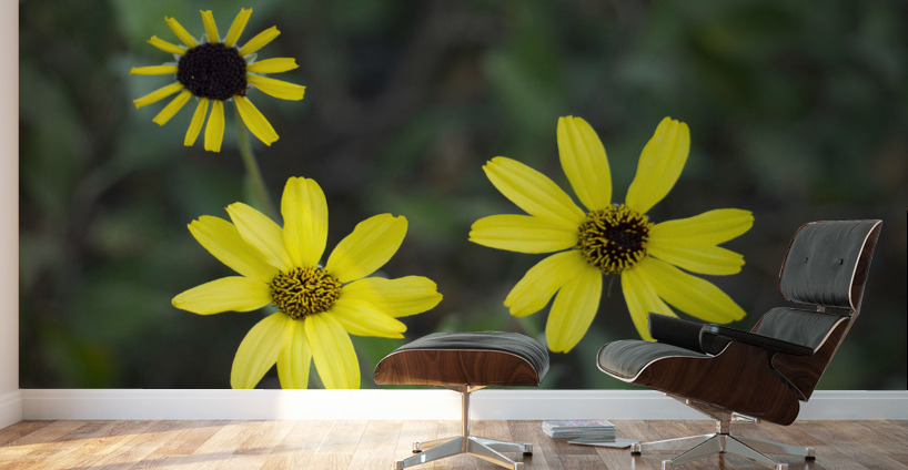 3 Yellow Flowers Wall Murals