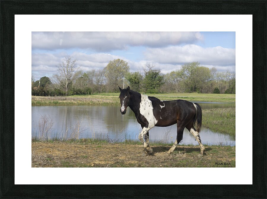 Horse Picture Frame print