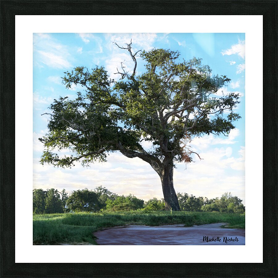 Long Beach MS Tree Picture Frame print