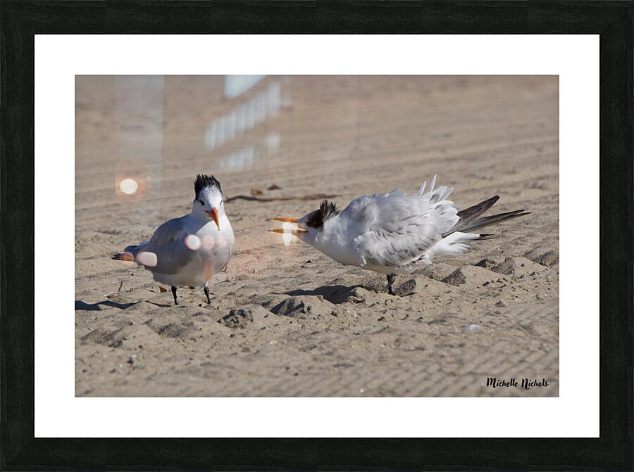 Seagull Couple Picture Frame print