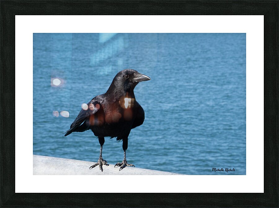 Crow at the Beach 1717431764.8933 Picture Frame print