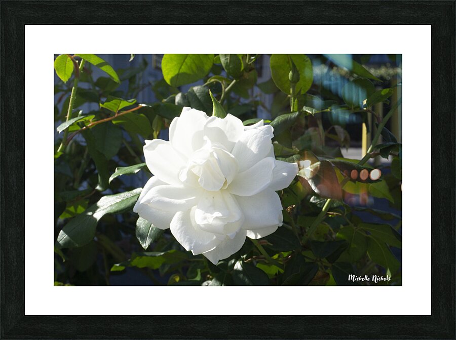 White Cam Picture Frame print